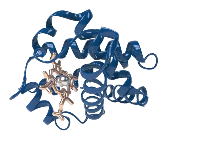 protein pdb